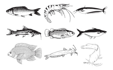 Set of Hand-Drawn Bengal river fish Illustrations &ndash; Detailed Black and White Aquatic Animal Sketches.