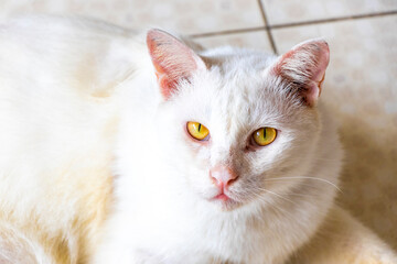 Playful adorable cat kitty golden eyes lying relaxing on floor.