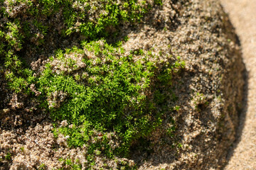 Serene close up of vibrant green moss growing on brown sand. detailed texture of plant and soil highlight beauty of nature and concept of new life and growth