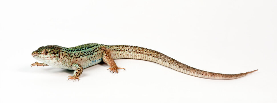 Ibiza wall lizard // Pityusen-Eidechse // lagartija de las Pitiusas (Podarcis pityusensis formenterae) - Formentera, Spain