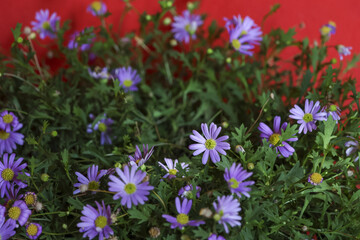 Obraz premium Vibrant purple aster flower bouquet from beautiful garden. Cheerful blossom with green leaf and vivid red background. Natural floral beauty feeling perfect for summer