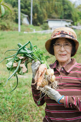Elderly woman harvesting vegetables