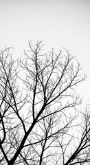 Obraz premium Minimalist Black Bare Tree Branches Silhouette Against Sky
