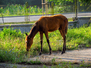 Young horse in a farm