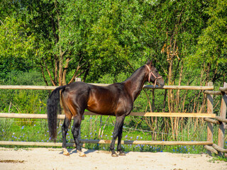 Young horse in a farm