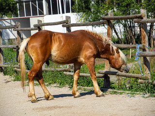 Young horse in a farm