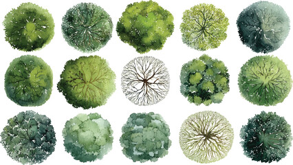 Collection of fifteen watercolor top view trees with varied green foliage and branch structures on a white background © Pixel Park