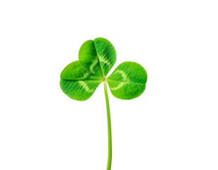 Green four leaf clover plant isolated lucky shamrock symbol