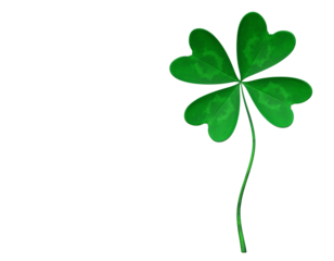 Four leaf clover isolated green plant symbol of lucky Irish nature