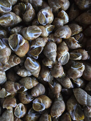 Close up view of large pile of raw fresh snail seafood at market. group of shells shows natural patterns, popular food ingredient for gourmet cuisine