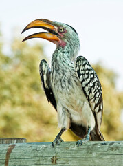 WCC_7011- Southern Yellow-billed Hornbill photographed in Africa.