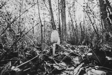 Monochrome Low-Angle Mushroom in Dark Forest Undergrowth