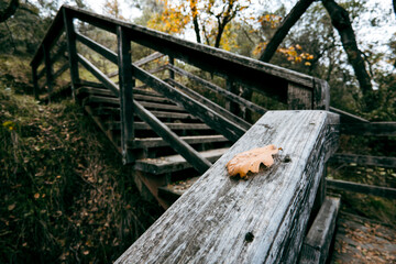 gold leaf resting on the weathered wooden railing of a staircase