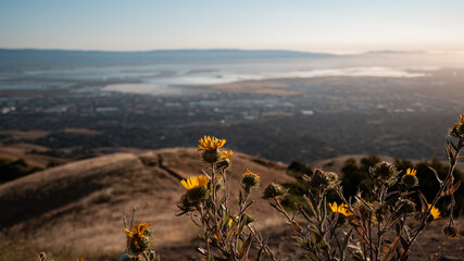 Golden Hour Wildflowers Over the San Jose Valley