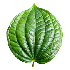 Betel Leaf Isolated on Transparent Background