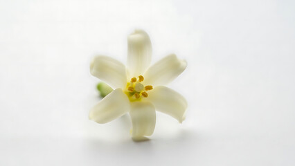 Exquisite white flower with yellow center, a symbol of delicate beauty and fresh bloom