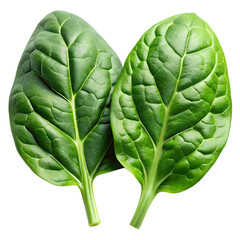 Fresh Spinach Leaves Isolated on Transparent Background