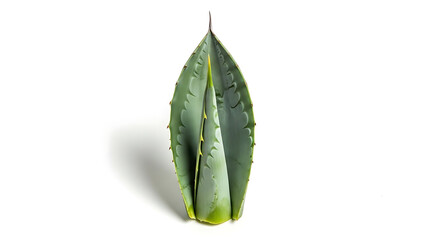 Close-up of a succulent agave plant leaf on a white background