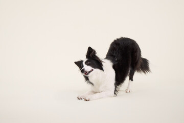 Border Collie does bowing trick with front legs lowered and ears up. Dog is positioned on light studio background.