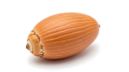 Natural brown acorn, a single seed from an oak tree, isolated on clean white background