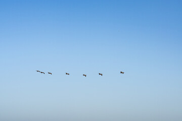 The brown pelican (Pelecanus occidentalis) is a bird of the pelican family, Pelecanidae. Point Mugu Beach, California State Route 1, Pacific Coast Highway. Ventura County.
