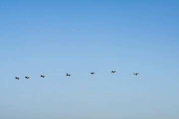 The brown pelican (Pelecanus occidentalis) is a bird of the pelican family, Pelecanidae. Point Mugu Beach, California State Route 1, Pacific Coast Highway. Ventura County.
