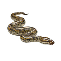 Fototapeta premium PNG of A close-up of a large python snake showcasing its intricate scales and patterns.