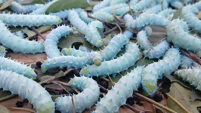 The image displays the larvae, or caterpillars, of the Eri silkworm moth (Samia ricini). These insects are economically important for producing Eri silk. 