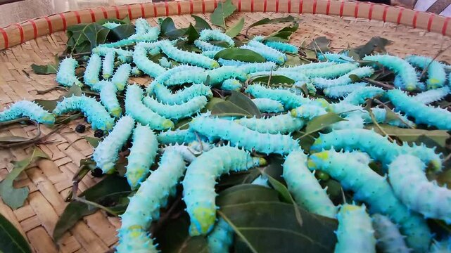 The image displays the larvae, or caterpillars, of the Eri silkworm moth (Samia ricini). These insects are economically important for producing Eri silk. 