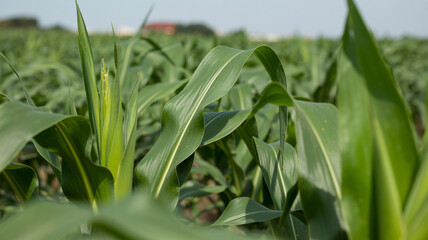 Close-up view of vibrant green corn plants growing in a sunny agricultural field.