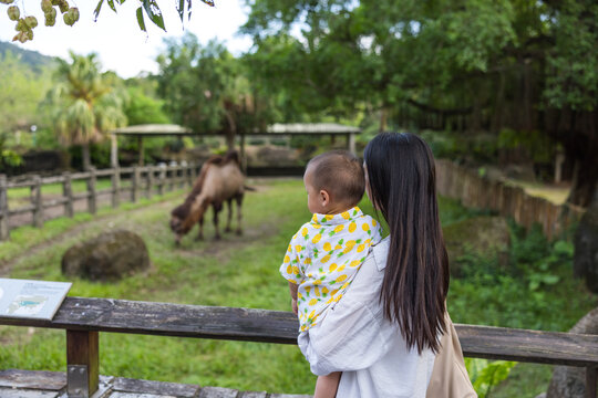 Mother and baby watching camel at zoo enclosure