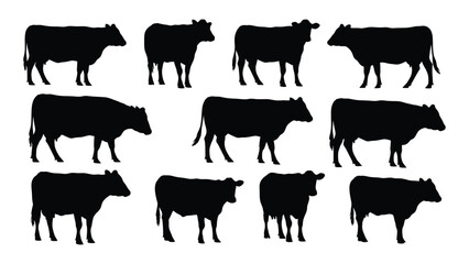 A collection of black cattle forms a striking visual silhouette