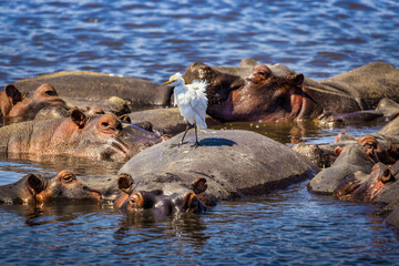 Hippos in Water with White Egret, Lake Magadi (Hippopotamus amphibius)