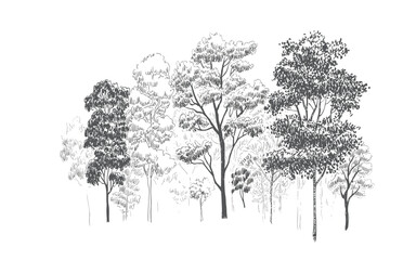 Hand drawn sketch of diverse trees in a forest drawing