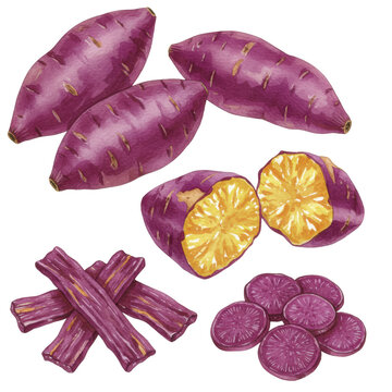 detailed watercolor illustration set of raw, baked yaki-imo, and dried hoshi-imo japanese purple sweet potatoes, flat lay on white background, hyper-detailed botanical art, autumn harvest concept
