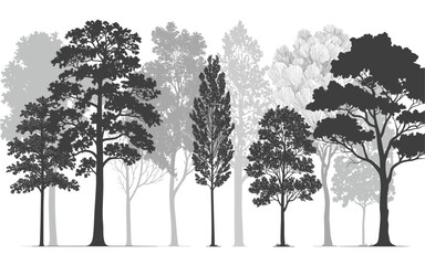 Silhouette forest landscape with varied trees nature