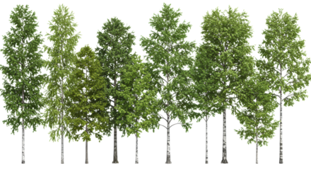 ten isolated photorealistic birch trees displaying white peeling bark and lush green summer foliage, diverse shapes, transparent background with copy space. concept for architectural asset rendering