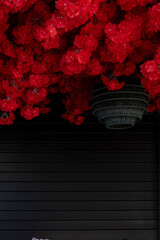 Lush red flowers cascading over a dark lantern, symbolizing good fortune and happiness for the Lunar New Year.