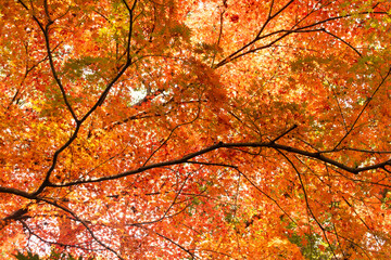 Vibrant autumn maple leaves display rich shades of red and orange, creating a warm seasonal atmosphere that highlights the beauty of fall foliage.