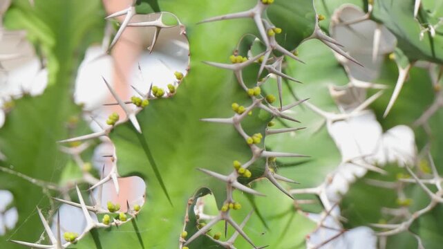 Cactus spikes