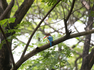 Fototapeta premium White throated kingfisher looking down for fish