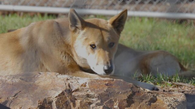 Dingo laying down
