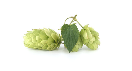 Fresh green hops with a leaf isolated on a white background.