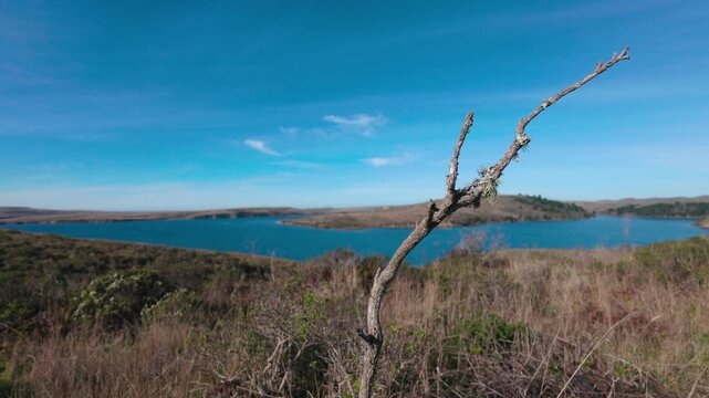Lichen-Draped Branch Overlooking the Tranquil Drakes Estero