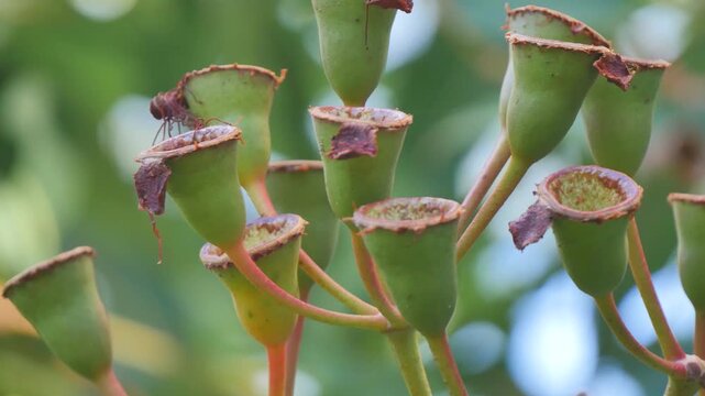 Sprouting gumnuts