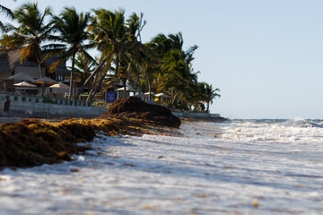 White sand beach with palm trees, huge waves in Atlantic Ocean on sunny day. Seaweed in the water and on the shore. Vacation season in the Dominican Republic. Hurricane season in the Caribbean.