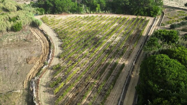 Aerial view overlooking a sand vineyard in Colares, Sintra, sunny day in Portugal