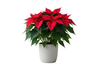 lush, healthy poinsettia with deep red velvet bracts and vibrant emerald leaves in a modern grey cylindrical ceramic pot, isolated on white studio background, concept for luxurious winter holiday