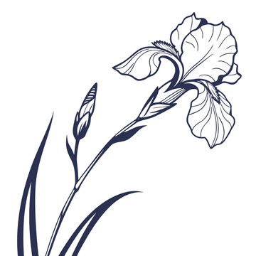  iris white flower on white background 