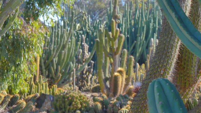 Cactus bed